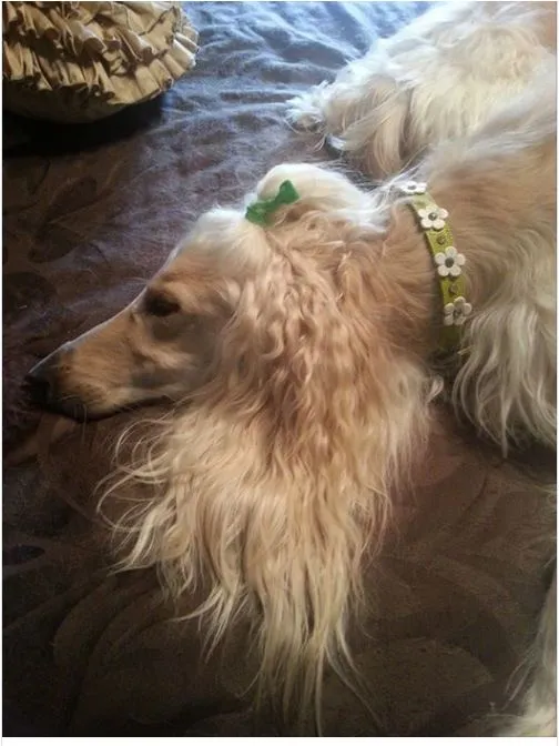 Ellie Flower Leather Dog Collar with Crystals on Flower & Strap