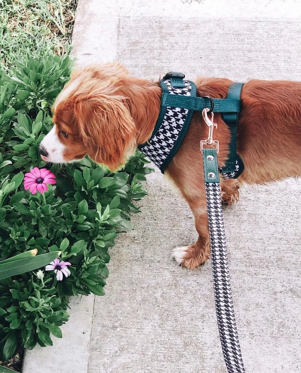 "Emerald Envy" City Leash