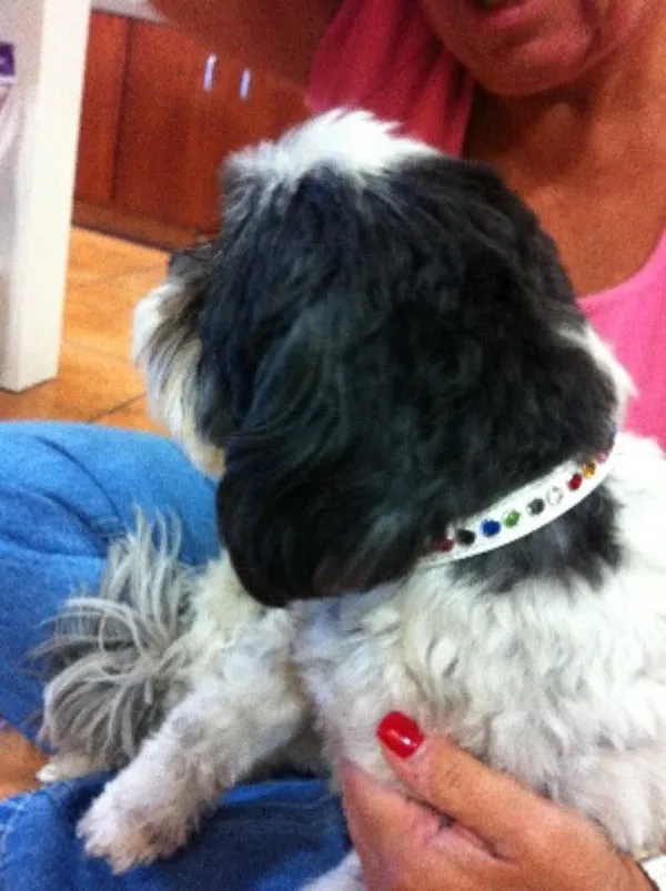 Shanti Random Multi Crystal Leather Dog Collar