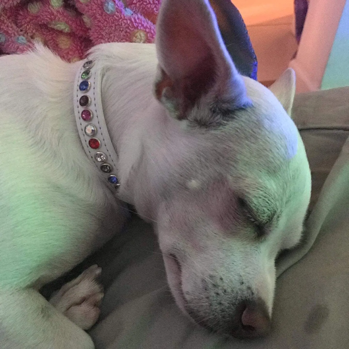 Shanti Random Multi Crystal Leather Dog Collar